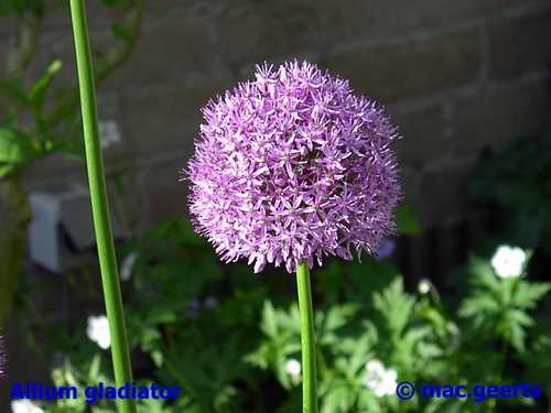 Allium gladiator